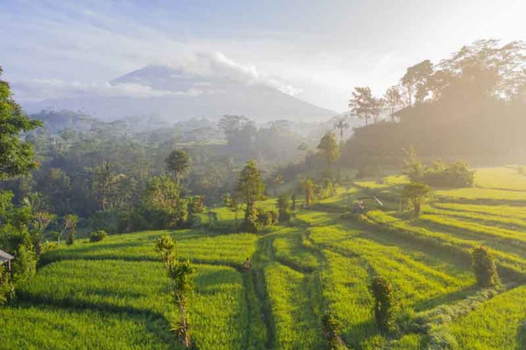 Bali Sidemen Rice Terrace 1